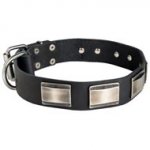 Leather Dogue de Bordeaux Collar with Massive Nickel Plates