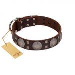 "Sun in Barchans" Modern FDT Artisan Brown Leather Dogue de Bordeaux Collar with Engraved Stars on Round Plates and Studs
