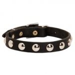 Beautiful Leather Dogue de Bordeaux Collar Decorated with Half-Ball Studs