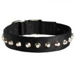 Exclusive Nylon Dogue de Bordeaux Collar with Awesome Nickel Cones