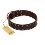 "Star Party" Handmade FDT Artisan Brown Leather Dogue de Bordeaux Collar with Silver-Like Studs