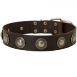 Leather Dogue de Bordeaux Collar with Decorative Circles