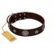 "Magic Stones" FDT Artisan Brown Leather Dogue de Bordeaux Collar with Chrome Plated Brooches and Studs