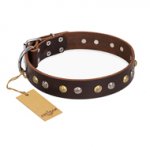 "Golden"n"Silver Luxury" FDT Artisan Leather Dogue de Bordeaux Collar with Engraved Studs