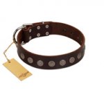 "Starry-Eyed" Best Quality FDT Artisan Brown Designer Leather Dogue de Bordeaux Collar with Small Plates