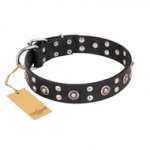 "Refined Essence" FDT Artisan Black Leather Dogue de Bordeaux Collar with Silvery Studs