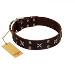 "Bigwig Woof" FDT Artisan Brown Leather Dogue de Bordeaux Collar with Chrome Plated Stars and Square Studs