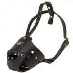 Everyday Leather Dogue de Bordeaux Muzzle for Training