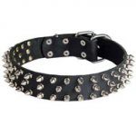 Leather Dogue de Bordeaux Collar with 3 Rows of Nickel Spikes