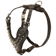 Spiked Leather Dogue de Bordeaux Harness for Fashionable Walking