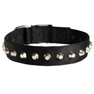 Exclusive Nylon Dogue de Bordeaux Collar with Awesome Nickel Cones