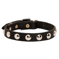 Beautiful Leather Dogue de Bordeaux Collar Decorated with Half-Ball Studs