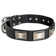 Leather Dogue de Bordeaux Collar with Massive Nickel Plates
