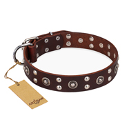 "Pirate Treasure" FDT Artisan Exciting Brown Leather Dogue de Bordeaux Collar with Studs