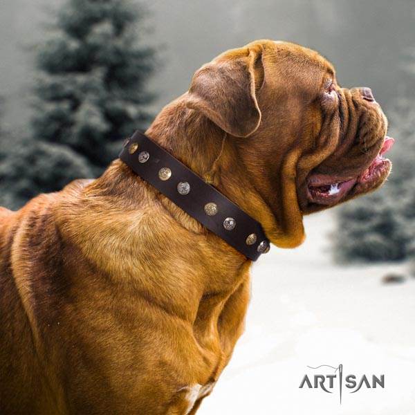 Dogue de Bordeaux unusual full grain genuine leather collar for stylish walking