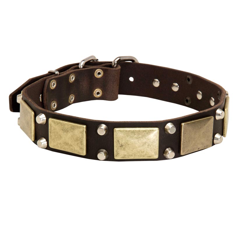 Leather Dogue de Bordeaux Collar with Nickel Studs and Brass Plates